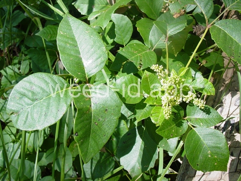 poison-oak, eastern